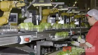 68臺工業機器人日處理55萬棵蔬菜，傳統蔬菜工人面臨轉型挑戰